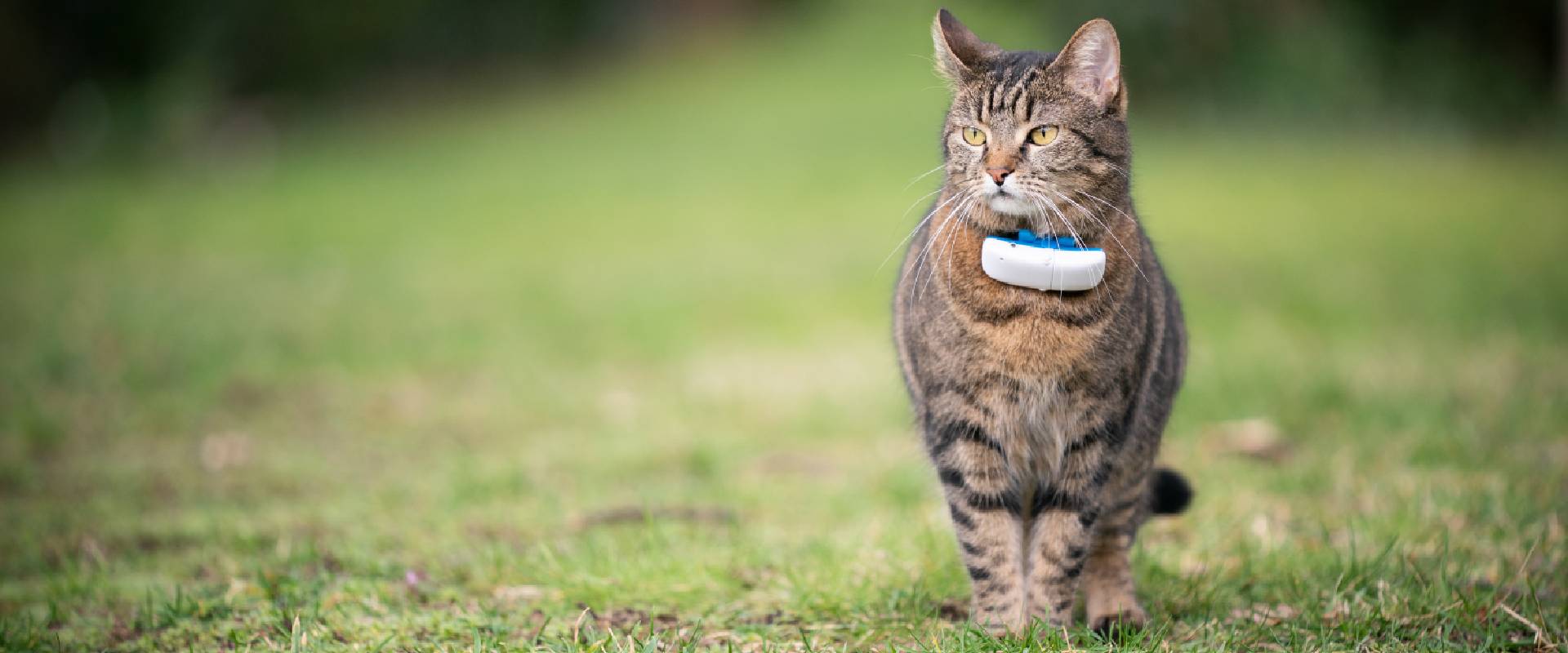 The best best sale cat tracker